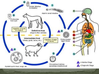 Intermediate host: pig