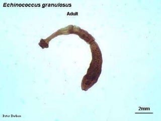 Infective stage: eggs 