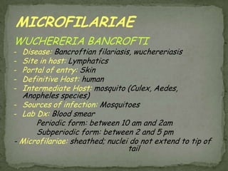 Life Cycle:Taeniasis is the infection of humans with the adult tapeworm of Taeniasaginata or Taeniasolium.  Humans are the only definitive hosts for T. saginata and T. solium.  Eggs or gravid proglottids are passed with feces ; Cattle (T. saginata) and pigs (T. solium) become infected by ingesting vegetation contaminated with eggs or gravid proglottids .  Humans become infected by ingesting raw or undercooked infected meat .  In the human intestine, the cysticercus develops into an adult tapeworm  The adult tapeworms attach to the small intestine by their scolex and reside in the small intestine . 