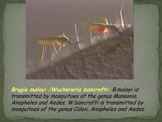 Clinical Features:Taeniasaginatataeniasis produces only mild abdominal symptoms.  The most striking feature consists of the passage (active and passive) of proglottids.  Occasionally, appendicitis or cholangitis can result from migrating proglottids.  Taeniasoliumtaeniasis is less frequently symptomatic than Taeniasaginatataeniasis.  The main symptom is often the passage (passive) of proglottids.  The most important feature of Taeniasoliumtaeniasis is the risk of development of cysticercosis.