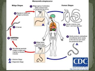 Diagnostic findingsmicroscopyAntobodydetrectioncan be useful in both in clinical management (e.g., recent infections) and for epidemiologic surveys.Treatment:Safe and effective drugs are available for the treatment of schistosomiasis.  The drug of choice is praziquantel for infections caused by all Schistosoma species.  Oxamniquine has been effective in treating infections caused by S. mansoni in some areas in which praziquantel is less effective. 