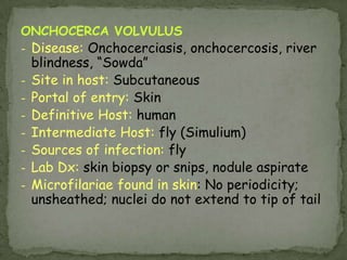 FASCIOLA HEPATICAAKA: Sheep Liver Fluke