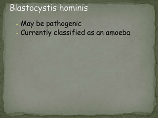 cysts – infective stageingestion of contaminated food or water Life cycle  