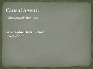 excystation occurs in the small intestine- trophozoitescolonize the large intestine Trophozoites undergo encystation to produce infective cysts .  Some trophozoites invade the wall of the colon and multiply. Mature cysts are passed with feces .Life cycle  