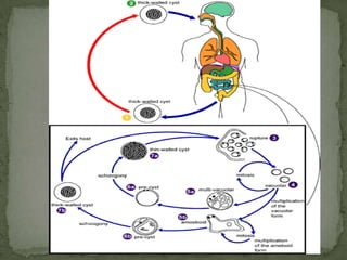 trophozoites - stool specimens or in tissueCysts are less frequently encountered.  Laboratory Diagnosis: