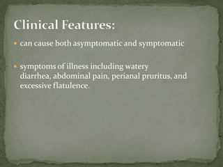 Trophozoites: large size (50-70 µm); rows of cilia on the cell surface; a cytostome; a bean shaped macronucleus and a smaller, less conspicuous micronucleus 