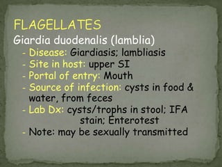 Currently classified as an amoebaBlastocystis hominis