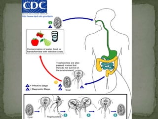 thick-walled cyst present in the stools (fecal-oral route)cysts infect epithelial cells of the digestive tract and multiply asexually Vacuolar forms - give origin to multi vacuolar and ameboidforms multi-vacuolar -- pre-cyst -- thin-walled cyst (autoinfection)ameboid-- pre-cyst --thick-walled cystLife Cycle: