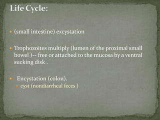 can cause both asymptomatic and symptomaticsymptoms of illness including watery diarrhea, abdominal pain, perianalpruritus, and excessive flatulence.Clinical Features:
