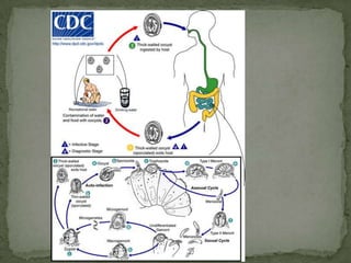 Note: may be sexually transmittedFLAGELLATES