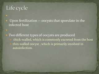 Cysts for transmissionBoth cysts and trophozoites can be found in the feces (diagnostic stages) .  Infection occurs by the ingestion of cysts in contaminated water, food, or by the fecal-oral route (hands or fomites) . Life Cycle: