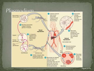 23876PlasmodiumFigure 12.19