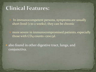 Trophozoite: pyriform shape w/ 2 nuclei & a large, central karyosome; large ventral sucking disc, 4 pairs of flagella, 2 curved median bodies