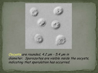 INTESTINAL COCCIDIA, MICROSPORIDIA, and BLASTOCYSTIS HOMINIS