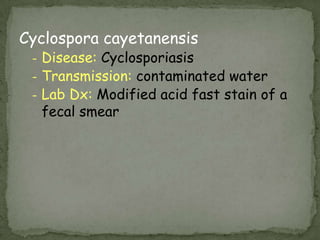Lab Dx: Modified acid fast stain of a fecal smear; PCR; IFA