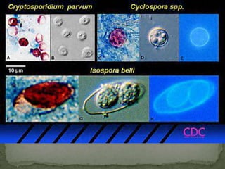 Sporulatedoocysts, containing 4 sporozoites-- excreted by the infected host through feces and possibly other routes such as respiratory secretions .  Transmission occurs mainly through contact with contaminated water (e.g., drinking or recreational water). food sourcesoutbreaks U S -- waterparks, community swimming pools, and day care centers.  Zoonotic and anthroponotictransmissionLife cycle