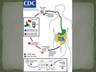 Life cycle Upon fertilization -- oocysts that sporulate in the infected hostTwo different types of oocysts are produced thick-walled, which is commonly excreted from the host thin-walled oocyst , which is primarily involved in autoinfection.  