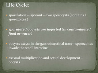 asymptomatic infections  severe, life-threatening illnessincubation period is an average of 7 days (2 to 10 days).  Watery diarrhea is the most frequent symptom accompanied by dehydration, wt loss, abd. pain, fever, n/vimmunocompetent persons, symptoms are usually short lived (1 to 2 weeks-- can be chronic and more severe in immunocompromised patients, especially those with CD4 counts <200/µl.  Clinical Features: