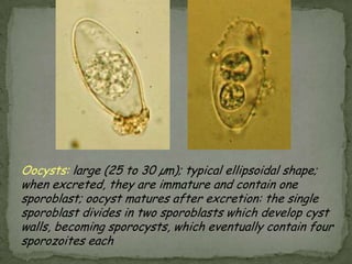 Oocysts are rounded, 4.2 µm - 5.4 µm in diameter.  Sporozoites are visible inside the oocysts, indicating that sporulation has occurred. 