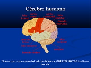 Cérebro humano




Nota-se que a área responsável pelo movimento, o CÓRTEX MOTOR localiza-se
                                    no meio.
 