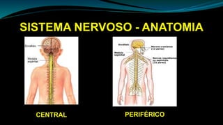 SISTEMA NERVOSO - ANATOMIA
CENTRAL PERIFÉRICO
 