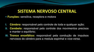 SISTEMA NERVOSO CENTRAL
 Funções: sensitiva, receptora e motora
I. Cérebro: responsável pelo controle de toda e qualquer ação;
II. Cerebelo: responsável pelo controle dos movimentos precisos
e manter o equilíbrio;
III. Tronco encefálico: responsável pela condução de impulsos
nervosos do cérebro para a medula espinhal e vice-versa.
 