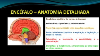 ENCÉFALO – ANATOMIA DETALHADA
Cerebelo: o equilíbrio do corpo e a destreza;
Mesencéfalo: a postura e o tônus muscular;
Ponte: faz a comunicação entre as partes encefálicas;
Bulbo: o batimento cardíaco, a respiração, a deglutição, a
tosse e o vômito;
Telencéfalo: o movimento, a sensibilidade, e a
comunicação;
Diencéfalo: o metabolismo, a transmissão de sinal motor
ao córtex cerebral.
 