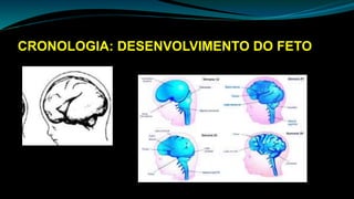 CRONOLOGIA: DESENVOLVIMENTO DO FETO
 