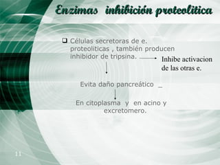 Enzimas   inhibición proteolitica   Células secretoras de e. proteoliticas , también producen inhibidor de tripsina. Evita daño pancreático  _ En citoplasma  y  en acino y excretomero. Inhibe activacion de las otras e. 