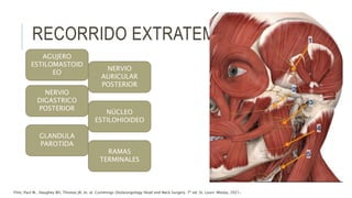 RECORRIDO EXTRATEMPORAL
AGUJERO
ESTILOMASTOID
EO
NERVIO
AURICULAR
POSTERIOR
NERVIO
DIGASTRICO
POSTERIOR
NÚCLEO
ESTILOHIOIDEO
GLANDULA
PAROTIDA
RAMAS
TERMINALES
Flint, Paul W., Haughey BH, Thomas JR, et. al. Cummings Otolaryngology Head and Neck Surgery. 7ª ed. St. Louis: Mosby, 2021.
 