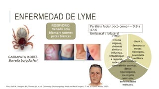ENFERMEDAD DE LYME
GARRAPATA IXODES
Borrelia burgdorferi
RESERVORIO:
Venado cola
blanca y ratones
patas blancas
Parálisis facial poco común – 0.9 a
4.5%
Unilateral / bilateral
ETAPA 2:
-Semanas a
meses:
meningitis,
neuropatía
periférica.
ETAPA 3:
-Meses a años.
artritis crónicas,
deficit
neurológicos,
meningitis
recurrente,
enfermedades
mentales.
ETAPA 1:
Eritema
migrans,
síntomas
similar a
influenza,
linfadenopatí
a regional,
malestar
general.
Flint, Paul W., Haughey BH, Thomas JR, et. al. Cummings Otolaryngology Head and Neck Surgery. 7ª ed. St. Louis: Mosby, 2021.
 