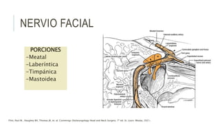 PORCIONES
-Meatal
-Laberíntica
-Timpánica
-Mastoidea
Flint, Paul W., Haughey BH, Thomas JR, et. al. Cummings Otolaryngology Head and Neck Surgery. 7ª ed. St. Louis: Mosby, 2021.
NERVIO FACIAL
 