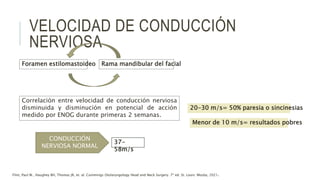 VELOCIDAD DE CONDUCCIÓN
NERVIOSA
Foramen estilomastoideo Rama mandibular del facial
Correlación entre velocidad de conducción nerviosa
disminuida y disminución en potencial de acción
medido por ENOG durante primeras 2 semanas.
CONDUCCIÓN
NERVIOSA NORMAL
37-
58m/s
20-30 m/s= 50% paresia o sincinesias
Menor de 10 m/s= resultados pobres
Flint, Paul W., Haughey BH, Thomas JR, et. al. Cummings Otolaryngology Head and Neck Surgery. 7ª ed. St. Louis: Mosby, 2021.
 