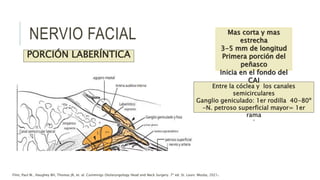 PORCIÓN LABERÍNTICA
Entre la cóclea y los canales
semicirculares
Ganglio geniculado: 1er rodilla 40-80º
-N. petroso superficial mayor= 1er
rama
°
Mas corta y mas
estrecha
3-5 mm de longitud
Primera porción del
peñasco
Inicia en el fondo del
CAI
Flint, Paul W., Haughey BH, Thomas JR, et. al. Cummings Otolaryngology Head and Neck Surgery. 7ª ed. St. Louis: Mosby, 2021.
NERVIO FACIAL
 