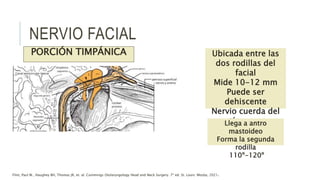 Ubicada entre las
dos rodillas del
facial
Mide 10-12 mm
Puede ser
dehiscente
Nervio cuerda del
tímpano
Llega a antro
mastoideo
Forma la segunda
rodilla
110º-120º
Flint, Paul W., Haughey BH, Thomas JR, et. al. Cummings Otolaryngology Head and Neck Surgery. 7ª ed. St. Louis: Mosby, 2021.
PORCIÓN TIMPÁNICA
NERVIO FACIAL
 