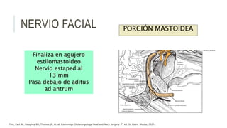 Finaliza en agujero
estilomastoideo
Nervio estapedial
13 mm
Pasa debajo de aditus
ad antrum
Flint, Paul W., Haughey BH, Thomas JR, et. al. Cummings Otolaryngology Head and Neck Surgery. 7ª ed. St. Louis: Mosby, 2021.
NERVIO FACIAL PORCIÓN MASTOIDEA
 
