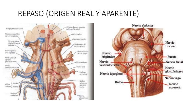 Resultado de imagen para nervio facial origen real y aparente