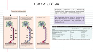 FISIOPATOLOGIA
Fenotipos principales se denominan
polineuropatía desmielinizante inflamatoria
aguda y neuropatía axonal motora aguda.
Las variantes clínicas como el síndrome de
Miller Fisher ahora se clasifican dentro de la
familia de trastornos del síndrome de
Guillain-Barré.
 