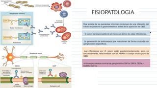 FISIOPATOLOGIA
Dos tercios de los pacientes informan síntomas de una infección del
tracto respiratorio o gastrointestinal antes de la aparición de GBS.
C. jejuni es responsable de al menos un tercio de estas infecciones.
La generación de anticuerpos que reaccionan de forma cruzada con
gangliósidos específicos.
Las infecciones por C. jejuni están predominantemente, pero no
exclusivamente, relacionadas con el AMAN o subtipo motor puro de
GBS.
Anticuerpos séricos contra los gangliósidos GM1a, GM1b, GD1a y
GalNAc-GD1a.
 