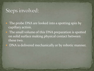  The probe DNA are looked into a spotting spin by
capillary action.
 The small volume of this DNA preparation is spotted
on solid surface making physical contact between
these two.
 DNA is delivered mechanically or by robotic manner.
 