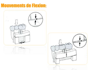 Mouvements de Flexion:
 
