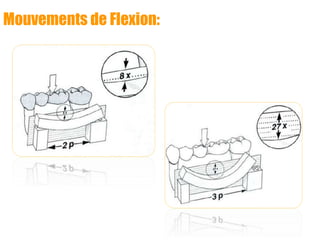 Mouvements de Flexion:
 