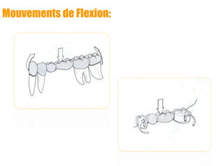 Mouvements de Flexion:
 