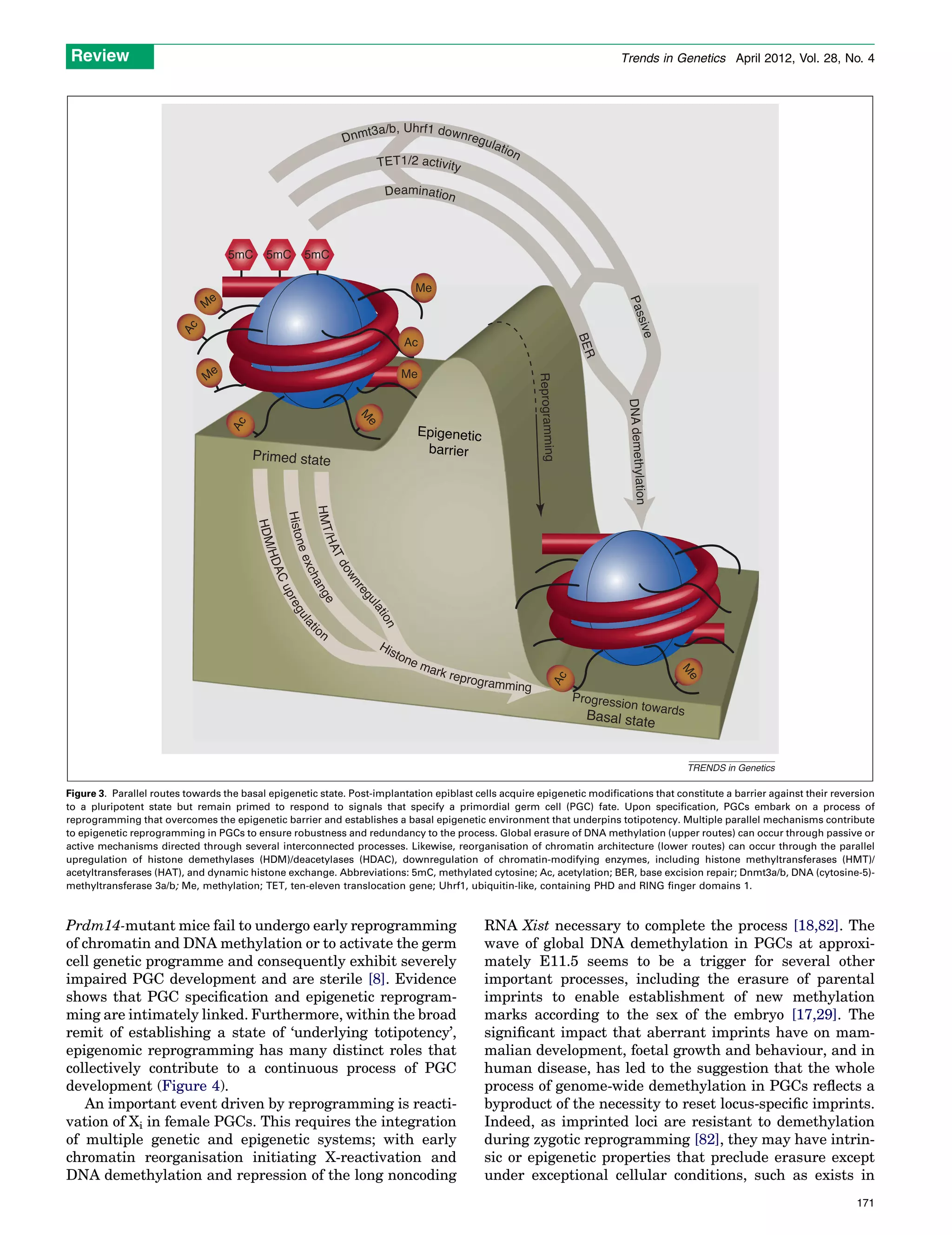 Parallel mechanisms of epigenetic reprogramming in the germline | PDF