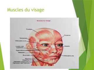 Muscles du visage
 