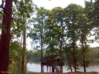 Tree House

 