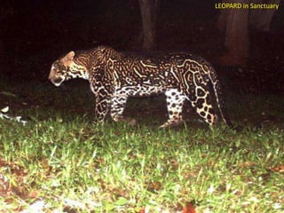 LEOPARD in Sanctuary

 