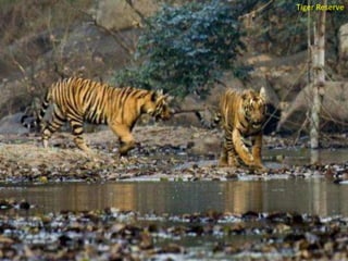 Tiger Reserve

 