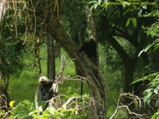 Parambikulam Wildlife Sanctuary

 