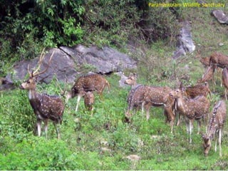 Parambikulam Wildlife Sanctuary

 